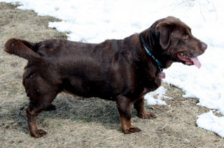 Achondroplasie Labrador