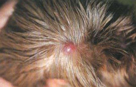 Basalzelltumor am Hundekopf