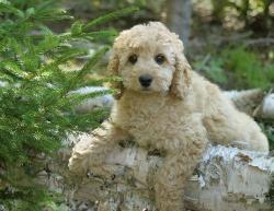 Labradoodle